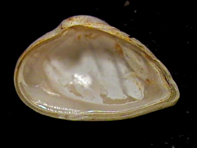 Corbula revoluta (Br, 1814) & Corbula cocconii (Font., 1881)